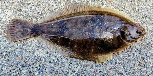 マコガレイの釣果