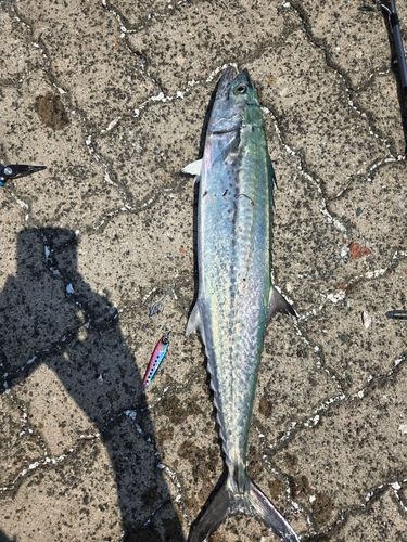 サゴシの釣果