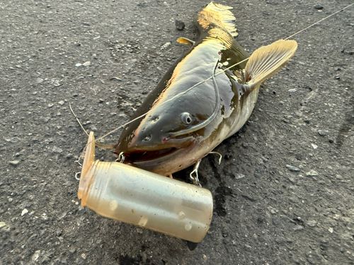 ナマズの釣果