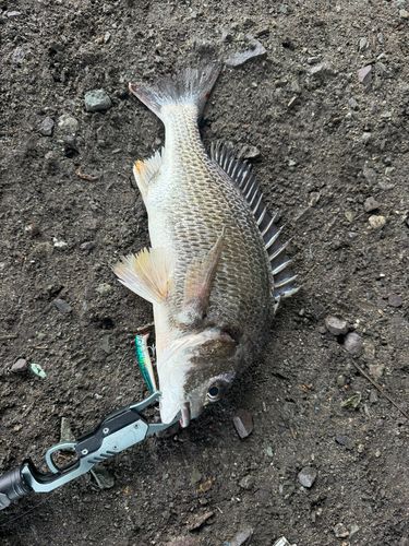 キチヌの釣果