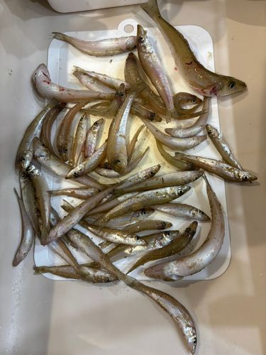 キスの釣果