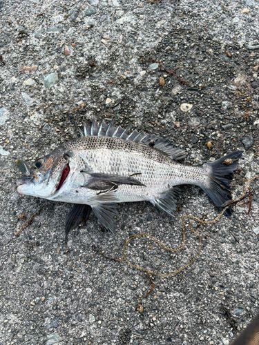 チヌの釣果