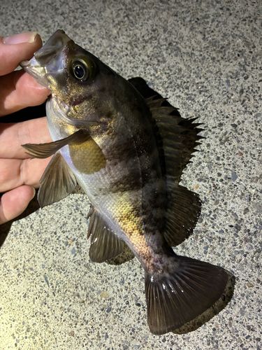 メバルの釣果