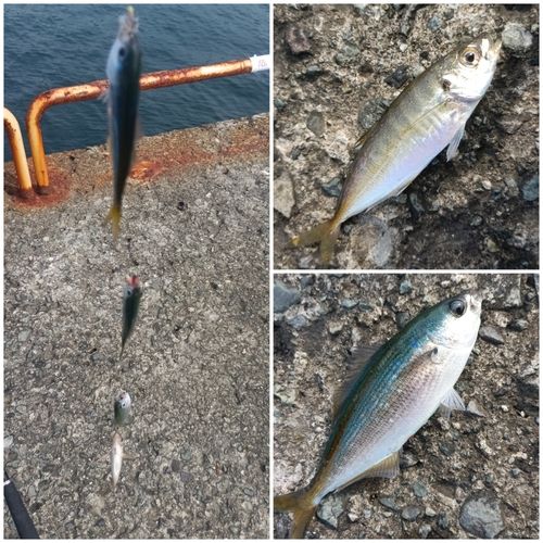 タカベの釣果