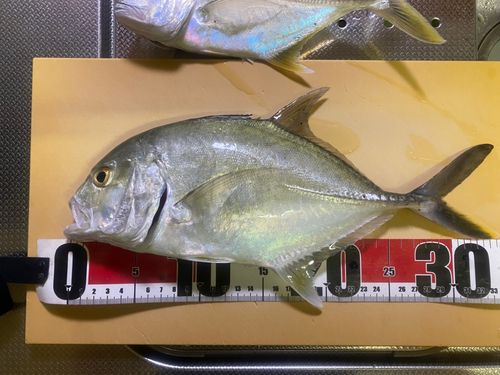 メッキの釣果