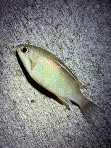釣果