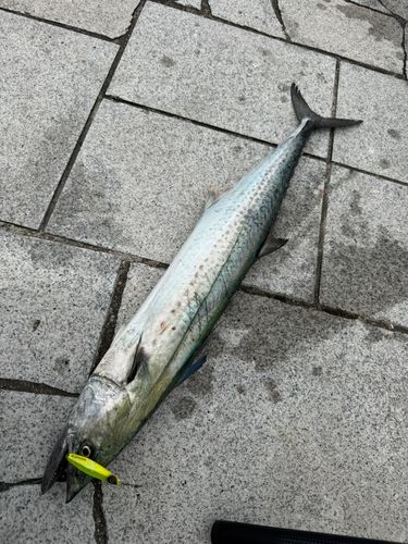 サワラの釣果