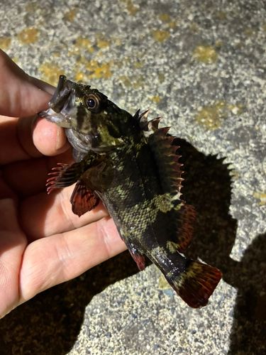 ソイの釣果