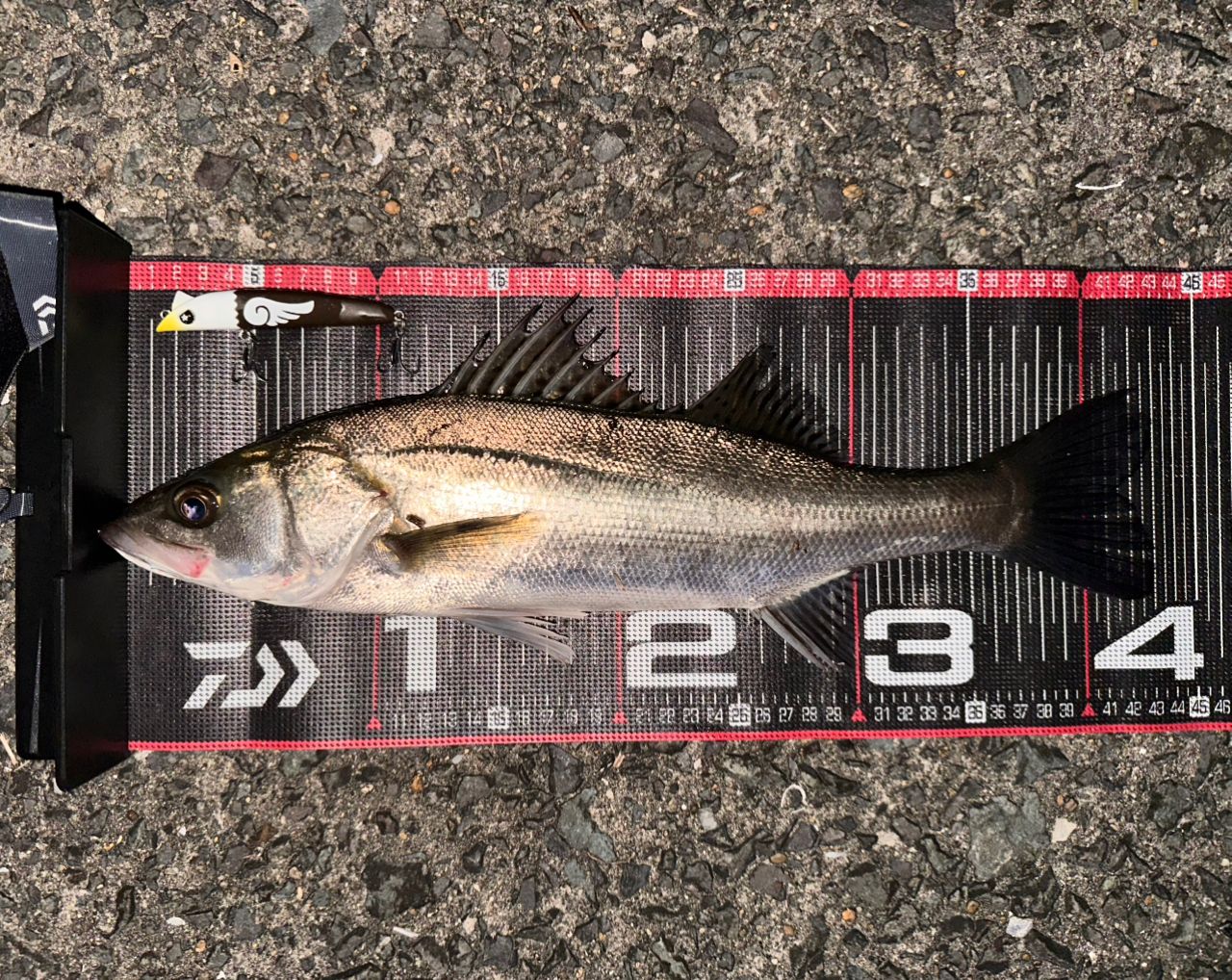 フッコ（マルスズキ）の釣果写真