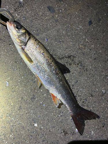 ウグイの釣果