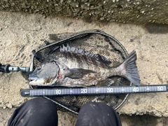 チヌの釣果