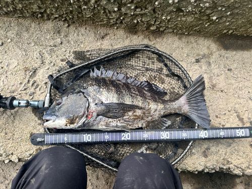 チヌの釣果
