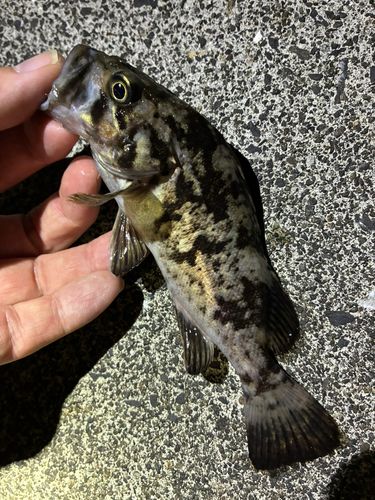 ソイの釣果