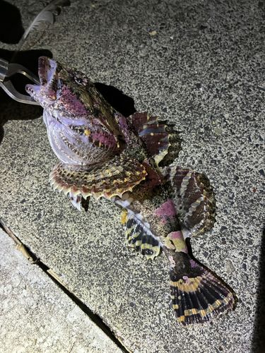 カジカの釣果