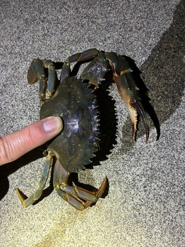ガザミの釣果