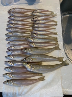 キスの釣果
