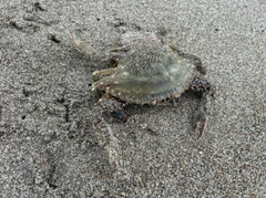 カニの釣果