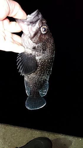 マゾイの釣果