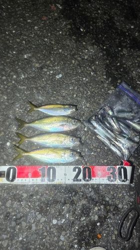 アジの釣果