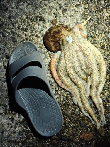 タコの釣果