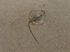 アカエイの釣果