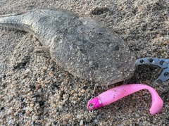 マゴチの釣果