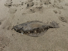 ヒラメの釣果