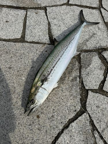 サゴシの釣果