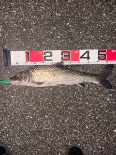 ニゴイの釣果