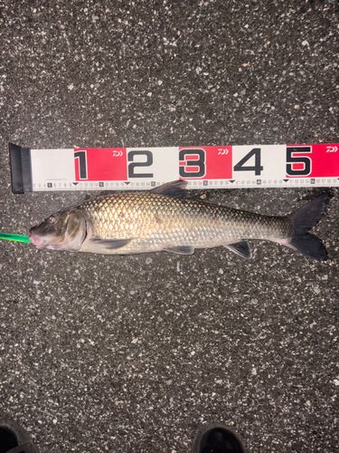 ニゴイの釣果
