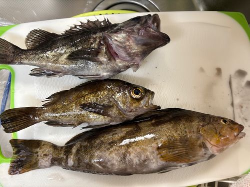 アイナメの釣果