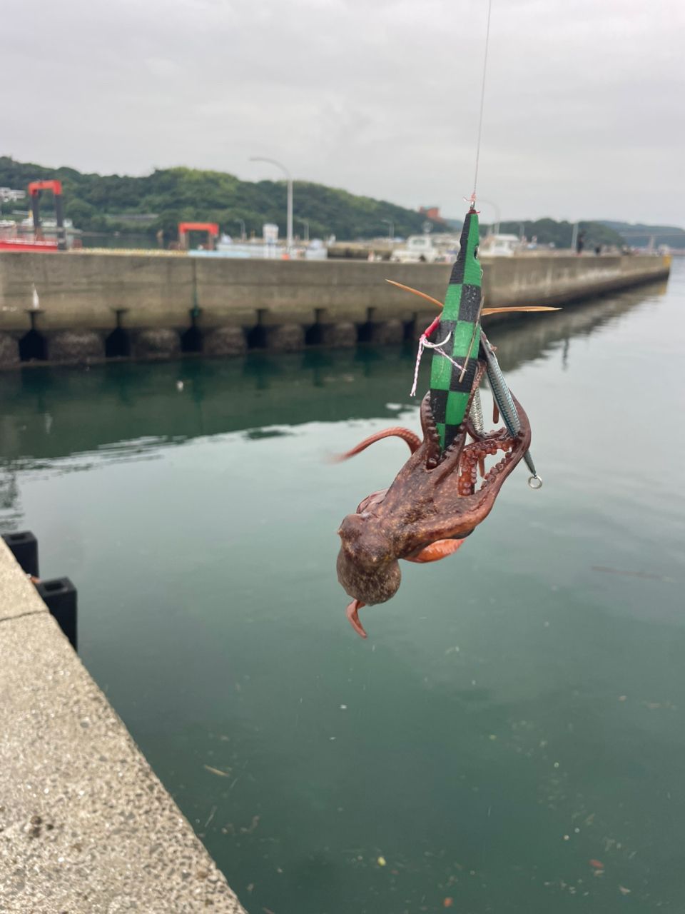 マダコの釣果写真