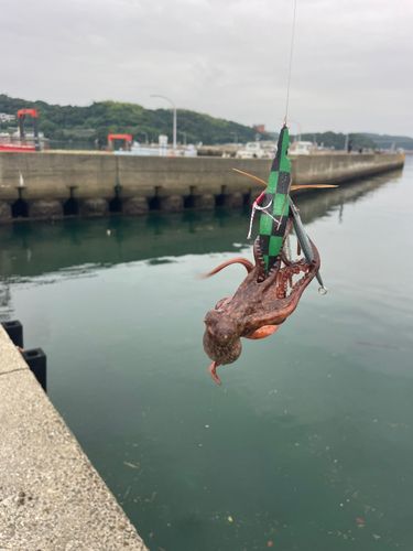 マダコの釣果