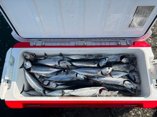 マルソウダの釣果