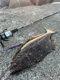 ヒラメの釣果