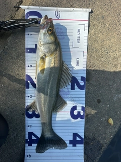シーバスの釣果