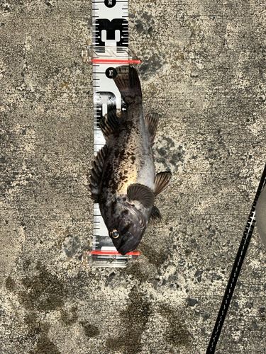 クロソイの釣果