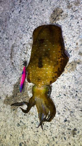 アオリイカの釣果