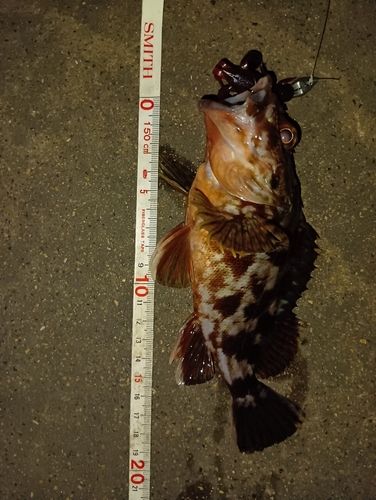 タケノコメバルの釣果