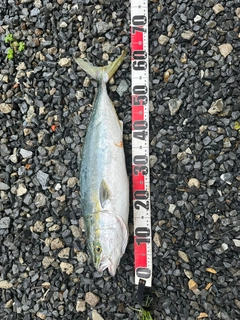 ワラサの釣果