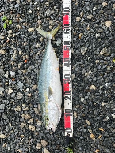 ワラサの釣果