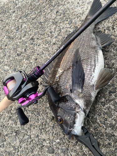 チヌの釣果