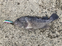 クロソイの釣果
