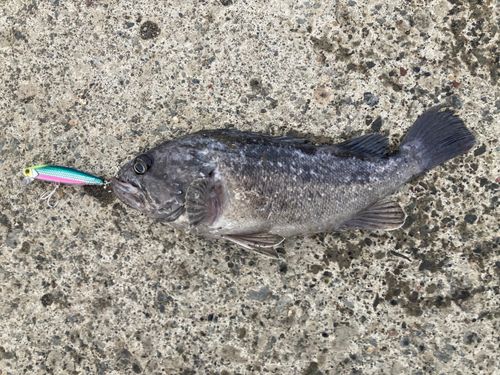クロソイの釣果