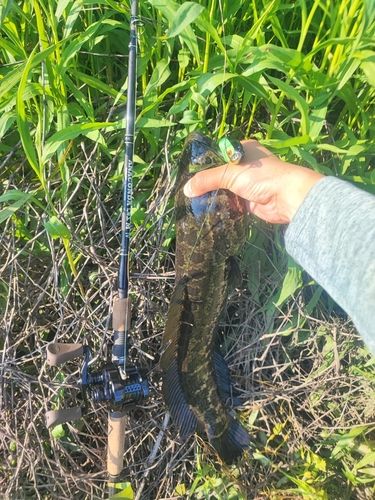 ライギョの釣果