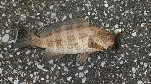 オオモンハタの釣果