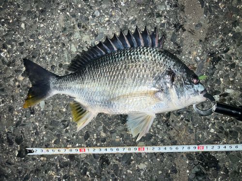キビレの釣果