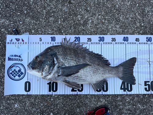 チヌの釣果