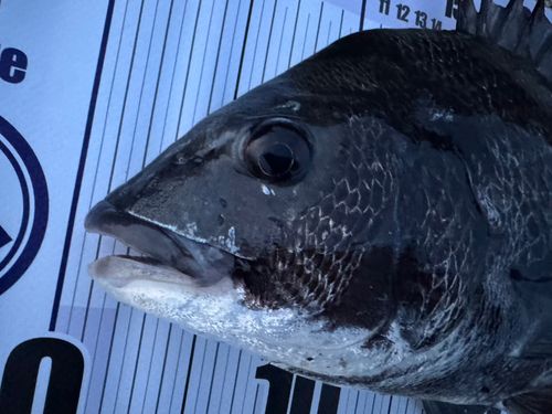 チヌの釣果