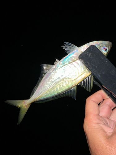マアジの釣果